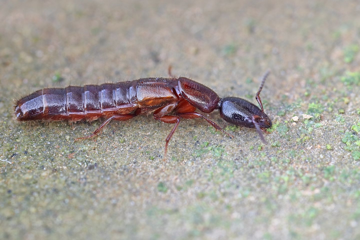 Larva di coleottero: non larva ma adulto di Staphylinidae